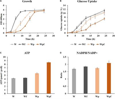 Improved Yield of Recombinant Protein via Flagella Regulator Deletion in Escherichia coli